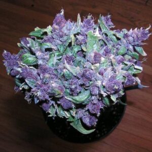 Buy Purple Haze Online in Italy